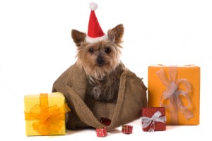 Christmas dog and gifts in bag