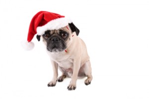 Christmas pug