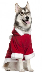 Husky in Santa outfit