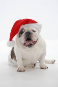 Santa bulldog