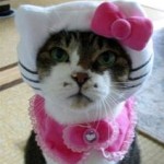 kitty